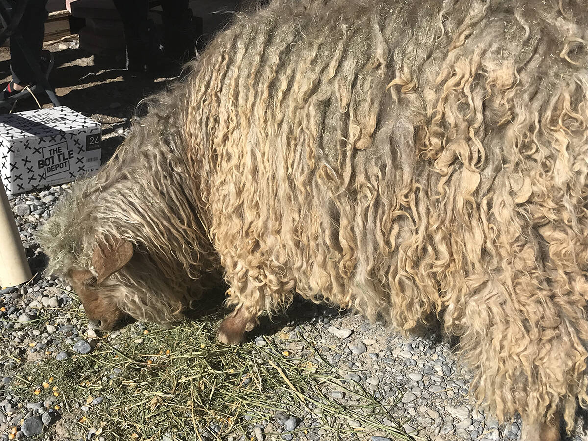 Robin Hebrock/Pahrump Valley Times A shaggy-coated goat enjoys some hay at Nature Health Farms.