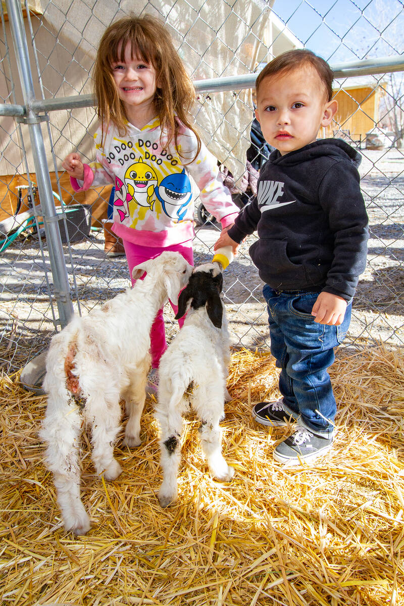 John Clausen/Pahrump Valley Times Two children are pictured feeding baby goats at Nature Health ...