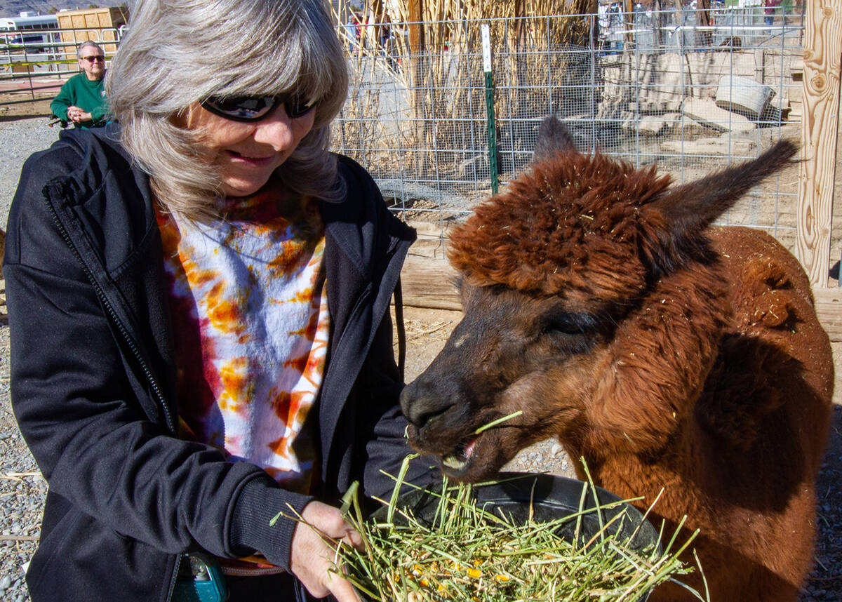John Clausen/Pahrump Valley Times With soft and fluffy fur, Nature Health Farms' alpacas were a ...