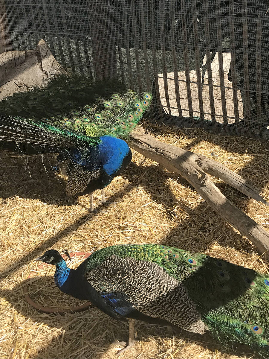 Robin Hebrock/Pahrump Valley Times The flashy colors of the Nature Health Farms peacocks had fu ...