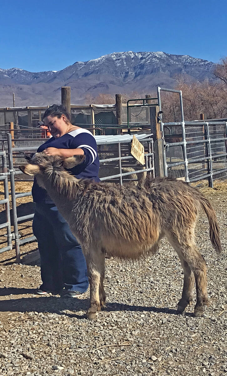 Robin Hebrock/Pahrump Valley Times Animals of all sorts were wandering around the farm during t ...