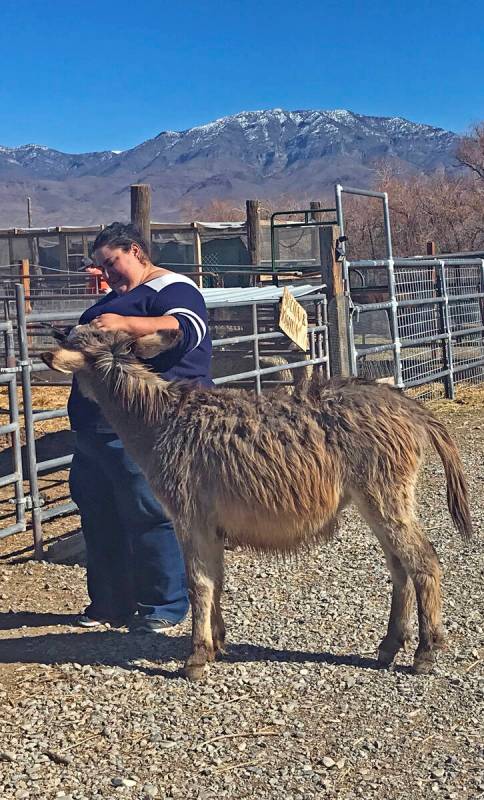 Robin Hebrock/Pahrump Valley Times Animals of all sorts were wandering around the farm during t ...