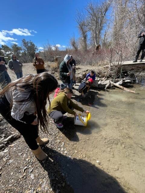 Courtesy Nye County Schools Duckwater School students release trout in a stream with the guidan ...