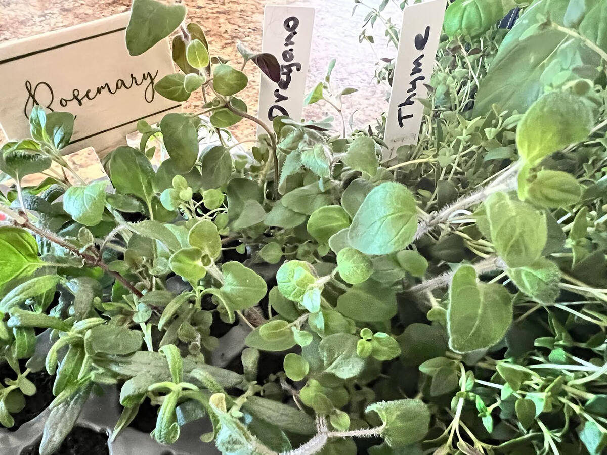 KNOW BEFORE YOU GROW Make the desert bloom with help from Pahrump’s best gardeners Pahrump