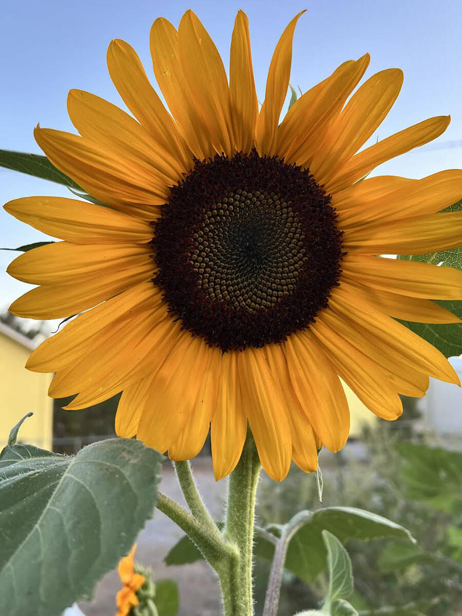 Special to the Pahrump Valley Times A sunflower in bloom sits in the garden of a Pahrump Valley ...