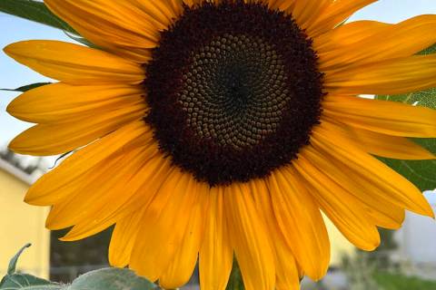 Special to the Pahrump Valley Times A sunflower in bloom sits in the garden of a Pahrump Valley ...