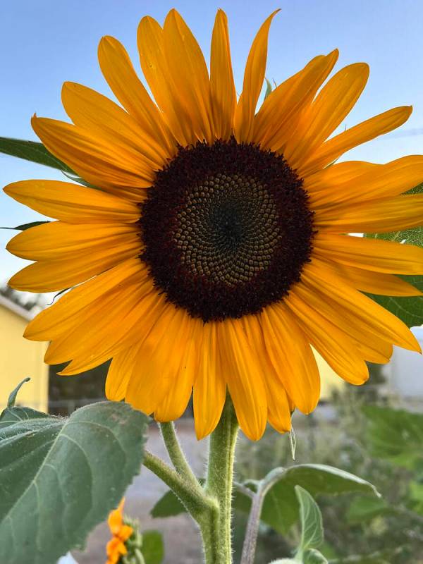 Special to the Pahrump Valley Times A sunflower in bloom sits in the garden of a Pahrump Valley ...