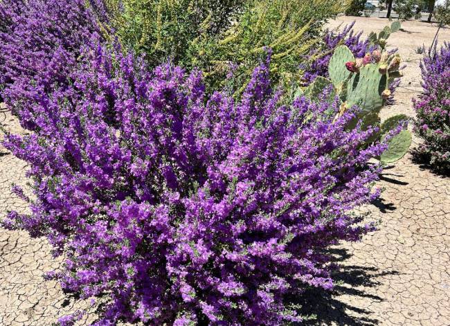 Special to the Pahrump Valley Times Texas Sage, shown sporting thousands of small purple flower ...
