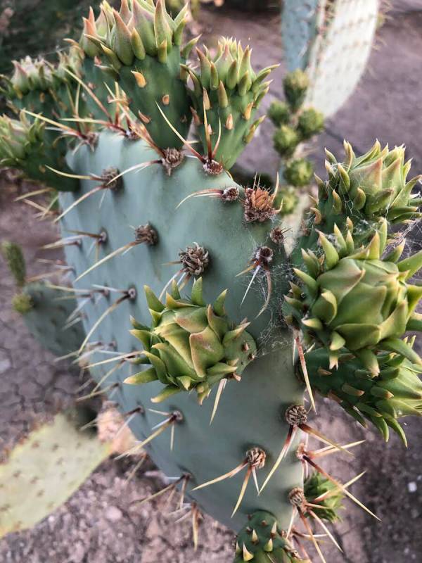 Special to the Pahrump Valley Times Cacti are often thought of as quite plain but these plants ...