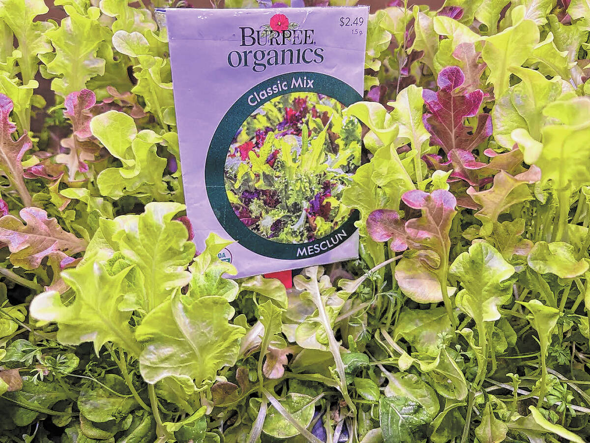 KNOW BEFORE YOU GROW Make the desert bloom with help from Pahrump’s best gardeners Pahrump