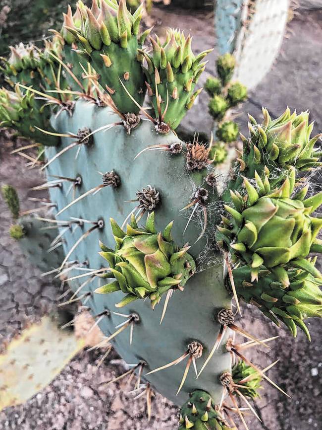 KNOW BEFORE YOU GROW Make the desert bloom with help from Pahrump’s best gardeners Pahrump