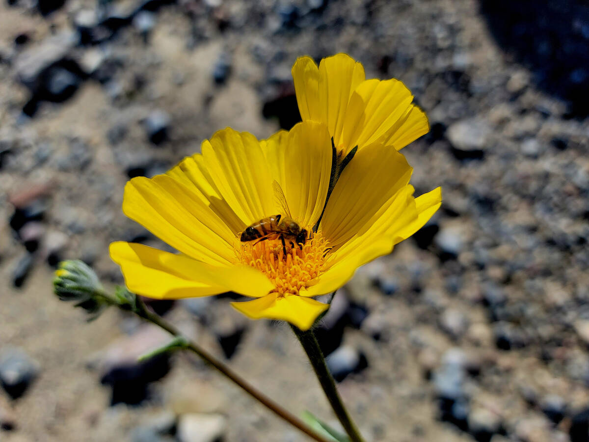 No superbloom is in the forecast this year at Death Valley National Park, but this spring shoul ...