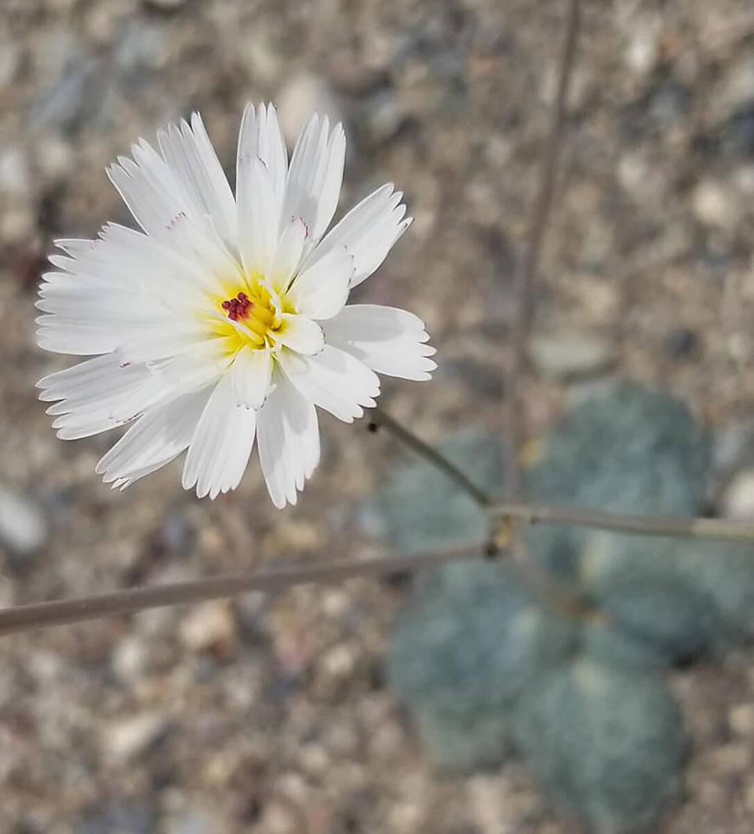 A superbloom is not in the 2023 forecast for Death Valley, but in good wildflower years the gra ...