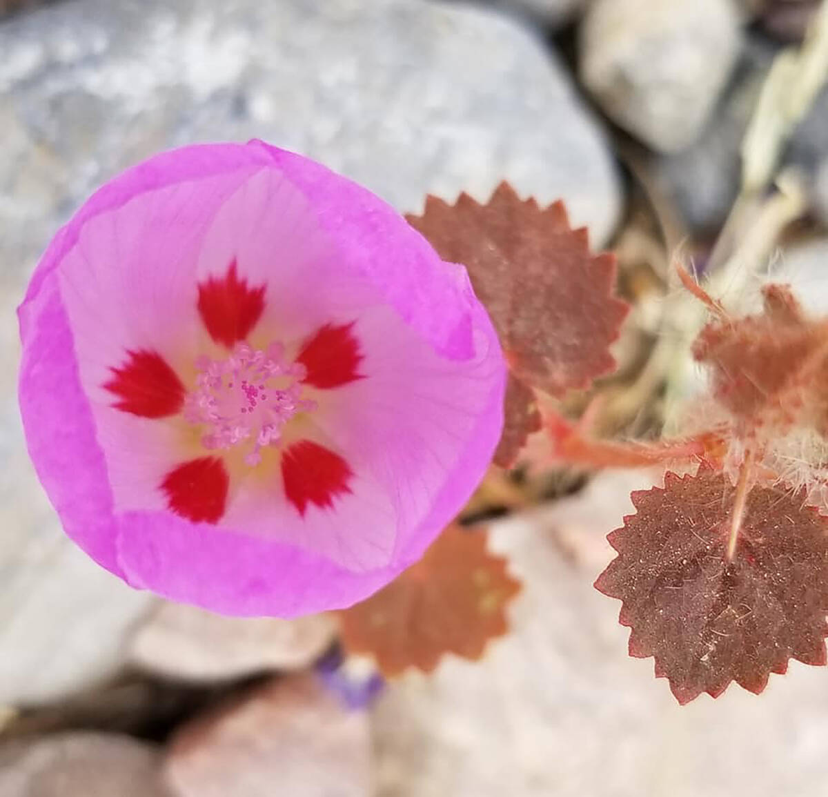 The desert five spot is a showy, petite bloom that in past years has been seen on the grounds o ...
