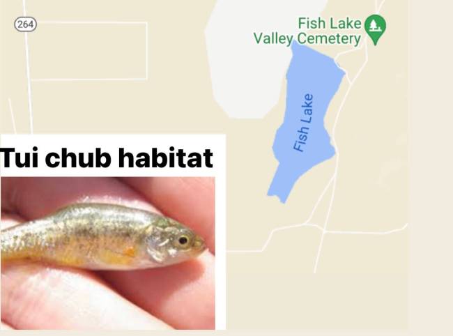 Graphic Brent Schanding/Times-Bonanza WHERE THEY LIVE: The Fish Lake Valley tui chub is an oliv ...