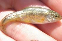 Center for Biological Diversity The Fish Lake Valley tui chub is an olive-colored minnow, less ...