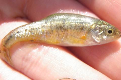 Center for Biological Diversity The Fish Lake Valley tui chub is an olive-colored minnow, less ...