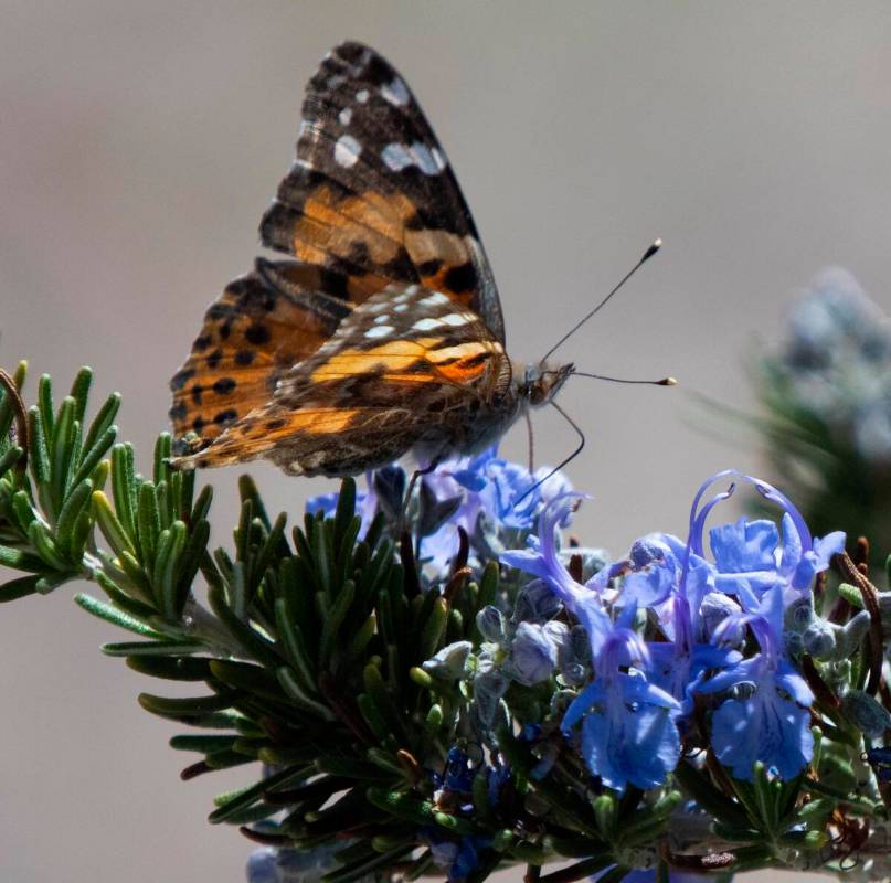 Richard Stephens / Special to the Pahrump Valley Times Native American lore holds that butterfl ...