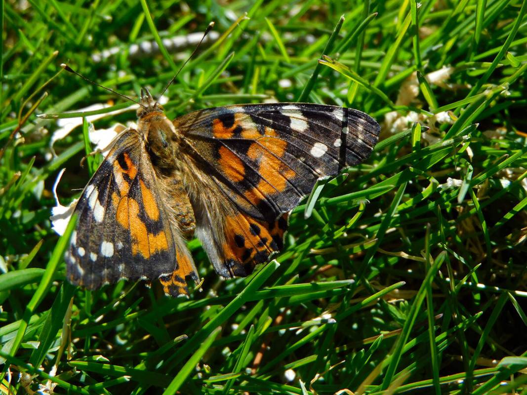 Robin Hebrock/Pahrump Valley Times Painted Lady butterflies were all aflutter at the Calvada Ey ...