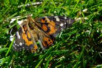 Robin Hebrock/Pahrump Valley Times Painted Lady butterflies were all aflutter at the Calvada Ey ...