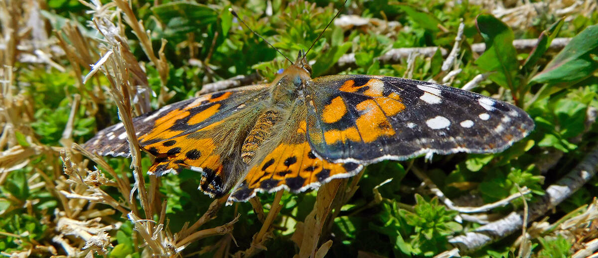 Robin Hebrock/Pahrump Valley Times Stretching its wings to catch maximum rays, this butterfly r ...