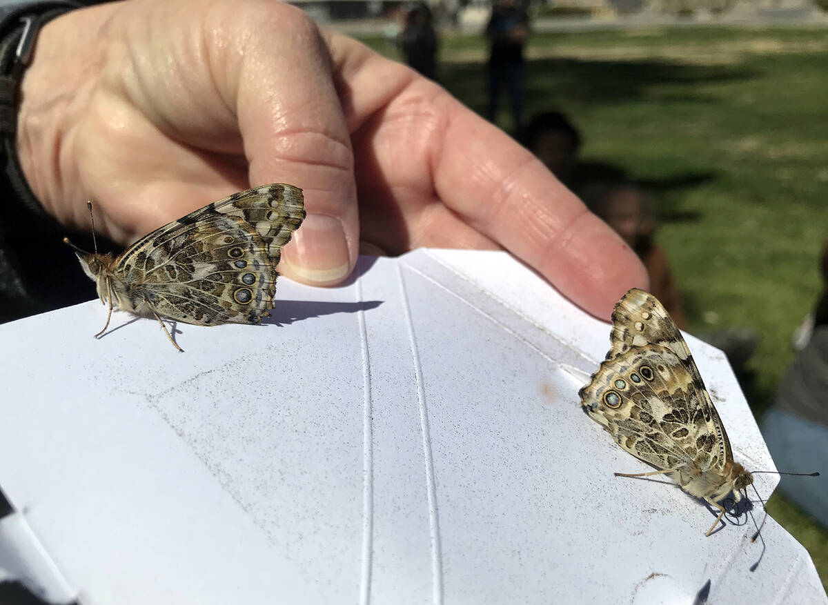 Robin Hebrock/Pahrump Valley Times A couple of butterflies warm their wings in the sunlight bef ...