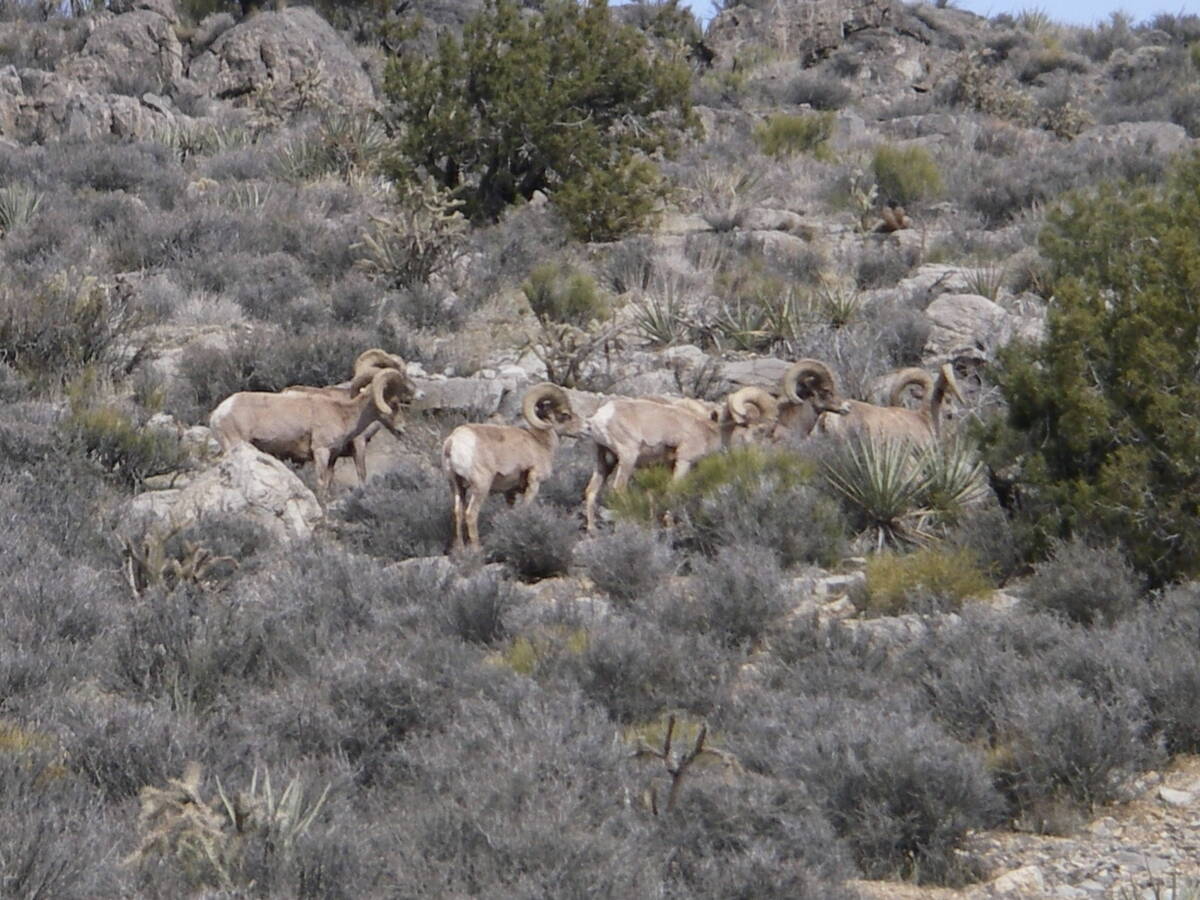 Special to the Pahrump Valley Times The Fraternity of the Desert Bighorn and other conservation ...