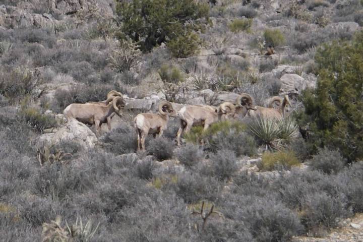 Special to the Pahrump Valley Times The Fraternity of the Desert Bighorn and other conservation ...