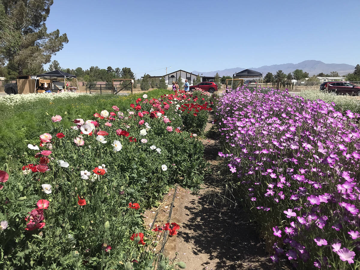 Robin Hebrock/Pahrump Valley Times The Pahrump Valley Garden Club hosted its 2023 Landscape Tou ...