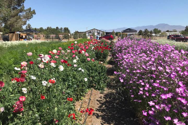 Robin Hebrock/Pahrump Valley Times The Pahrump Valley Garden Club hosted its 2023 Landscape Tou ...