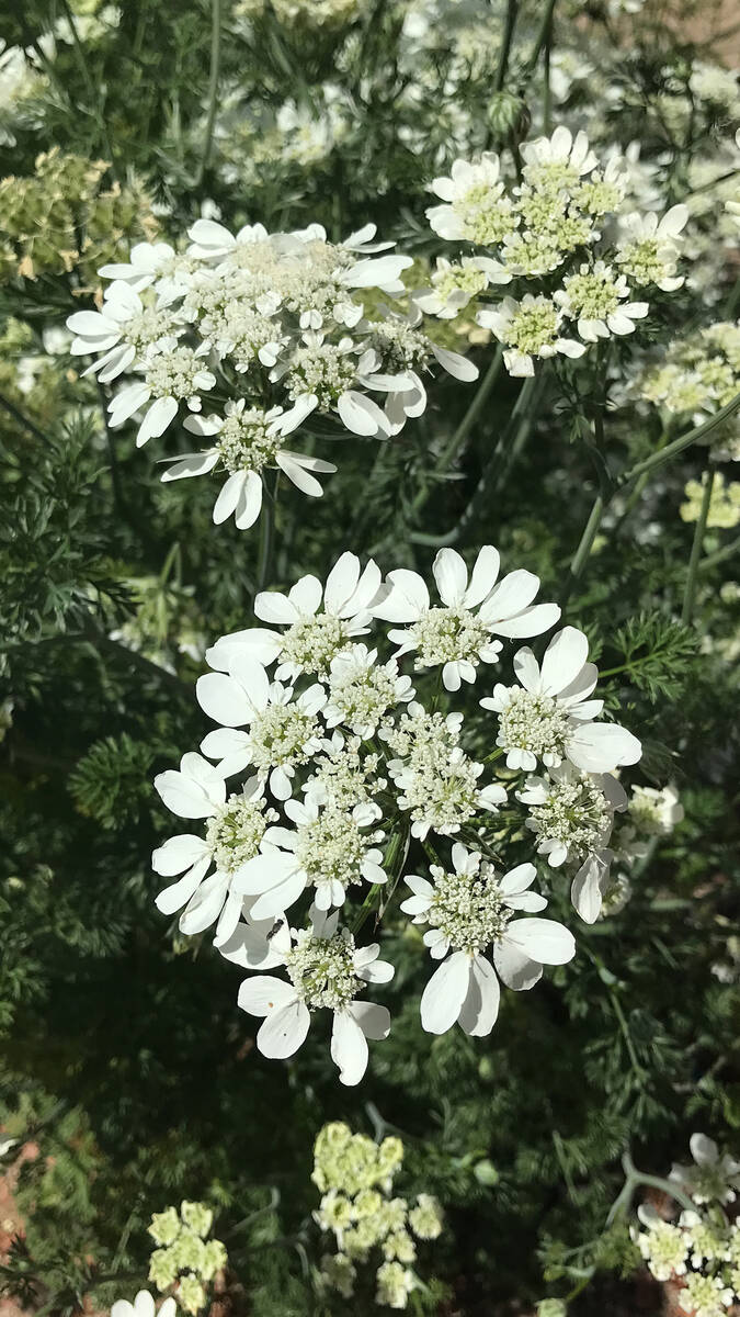 Robin Hebrock/Pahrump Valley Times Orlaya White Lace flowers are just one of the types being gr ...