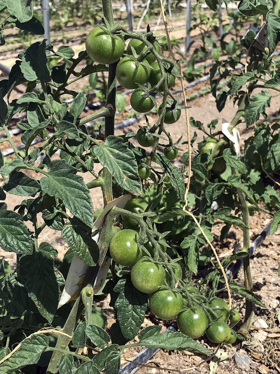 Robin Hebrock/Pahrump Valley Times Although green now, in just a few weeks' time these tomatoes ...