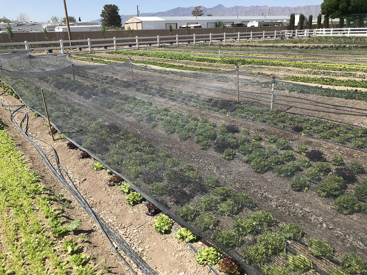 Robin Hebrock/Pahrump Valley Times The Green Life Produce farm offers an assortment of vegetabl ...