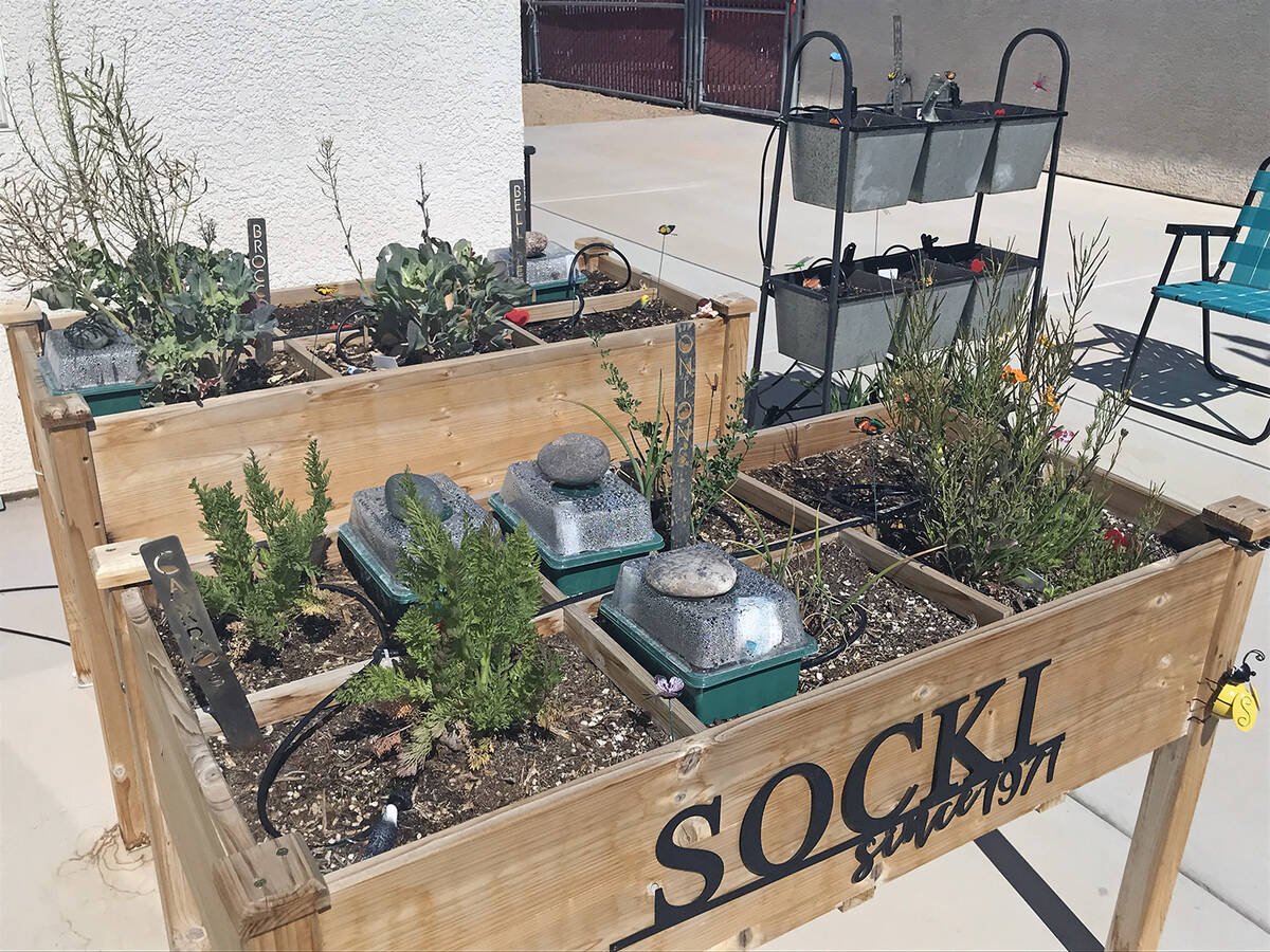 Robin Hebrock/Pahrump Valley Times Sitting just below waist-height, these planters allow the ho ...