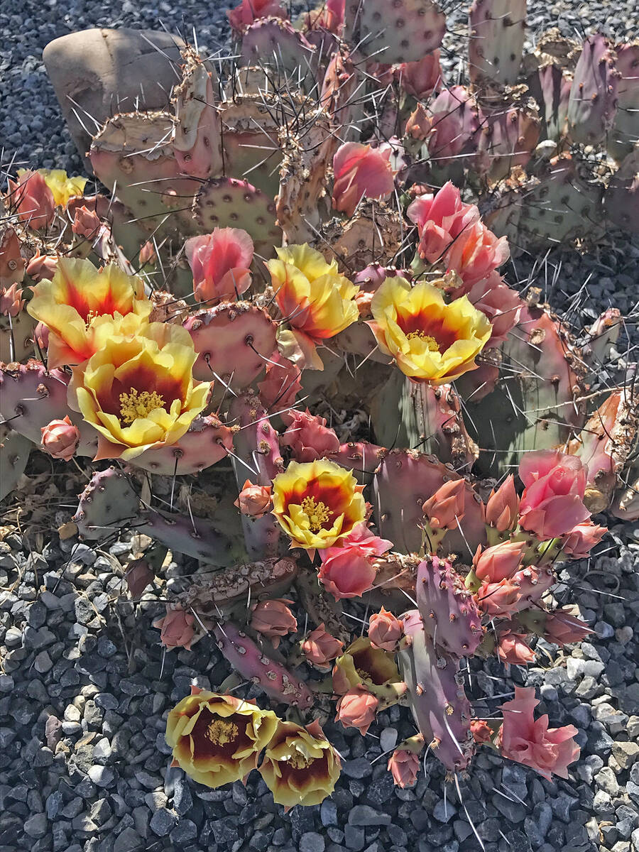 Robin Hebrock/Pahrump Valley Times As desert natives, cacti are an excellent choice for Pahrump ...