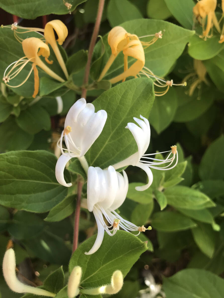 Robin Hebrock/Pahrump Valley Times Honeysuckle blossoms, known for their sweet nectar and honey ...