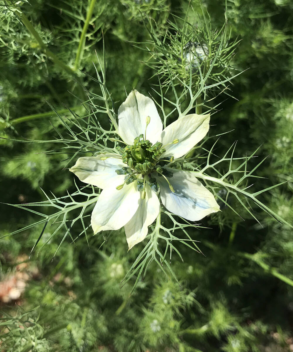 Robin Hebrock/Pahrump Valley Times The blooms of Nigella, known by many other names, are intere ...