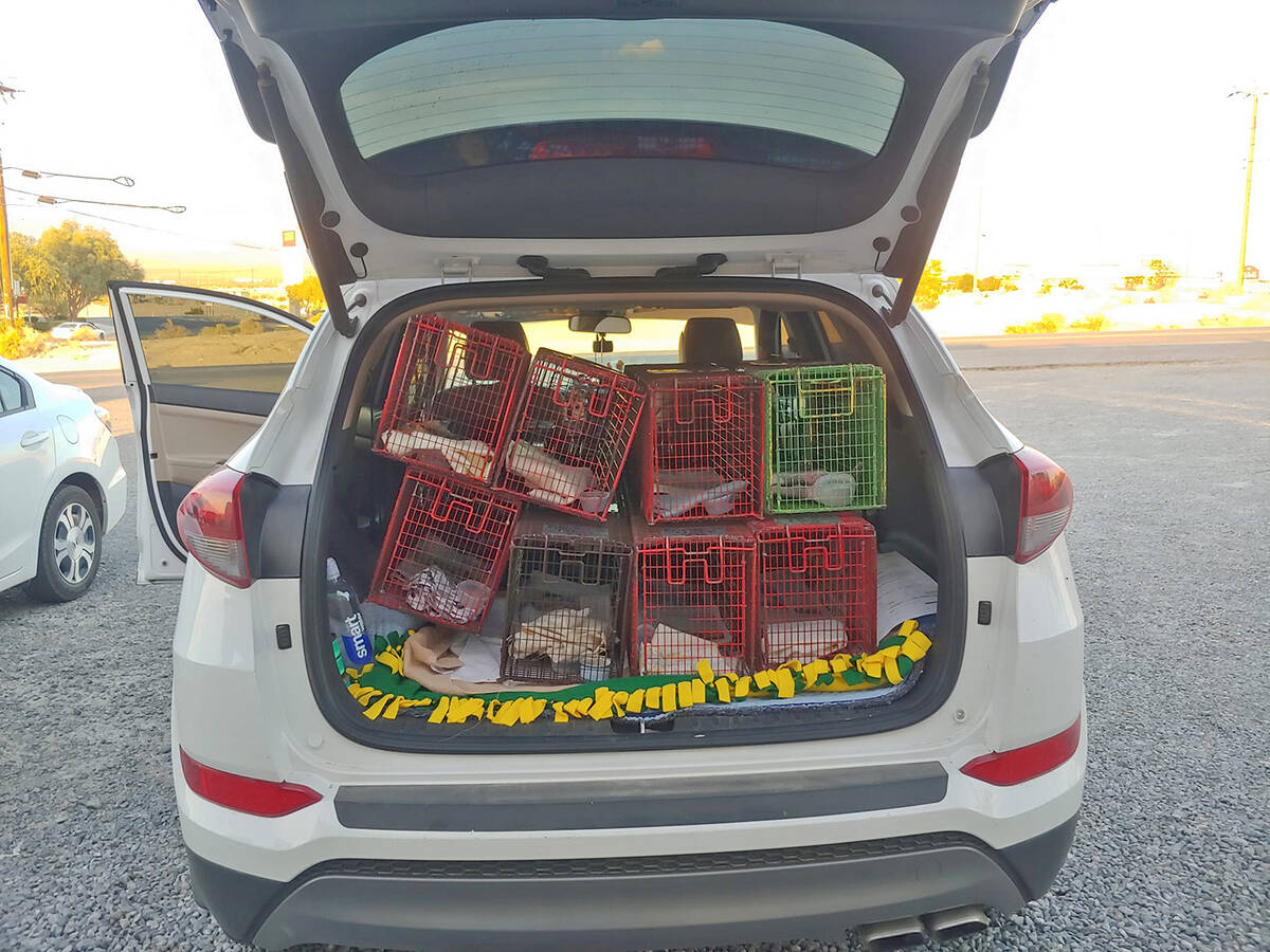 Special to the Pahrump Valley Times This photo shows a Tails of Nye County volunteer's vehicle ...