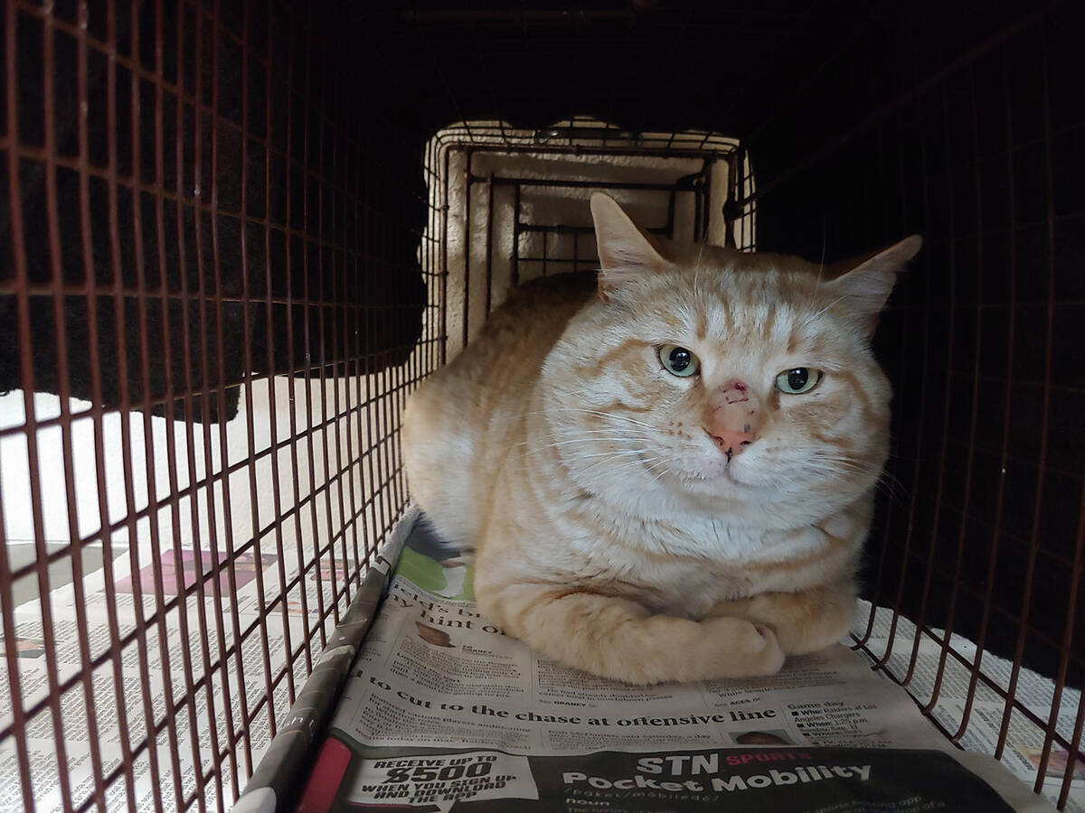 Special to the Pahrump Valley Times A ginger feline sits inside a partially covered cat cage as ...