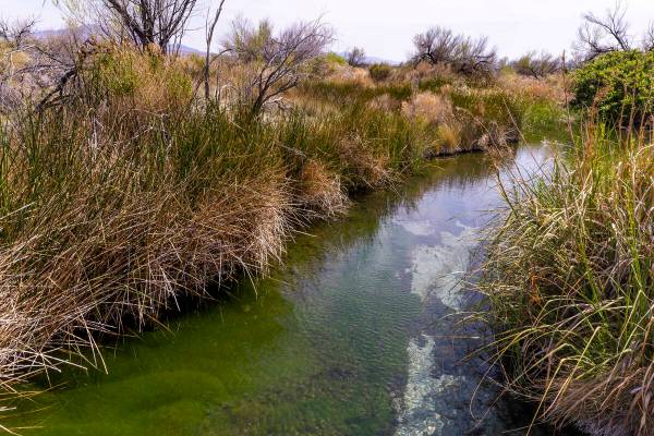 Crystal Spring winds its way along the Ash Meadows National Wildlife Refuge on May 9, 2023, in ...