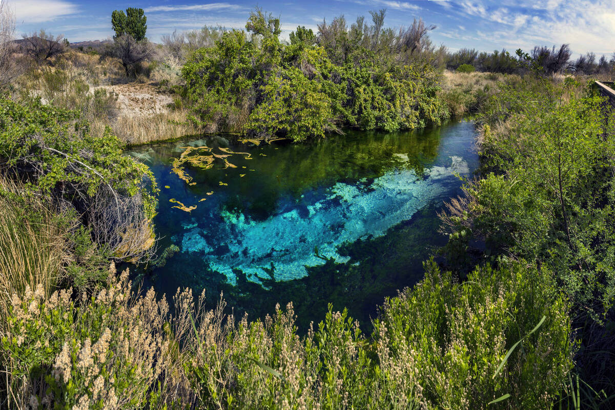 The blue pool is teeming with wildlife and greenery along the Crystal Spring as it winds its wa ...