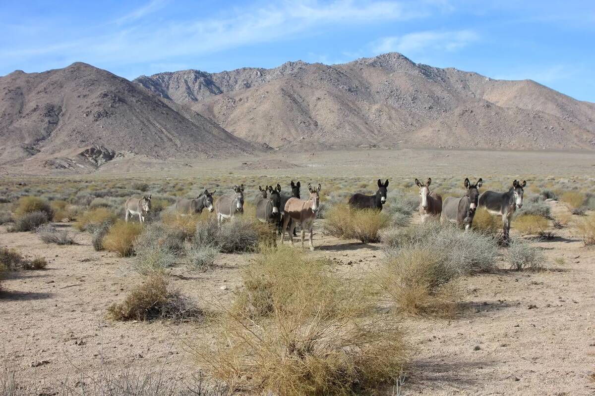 National Park Service