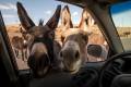 Bye-bye burros: Beatty looks to cull its heard