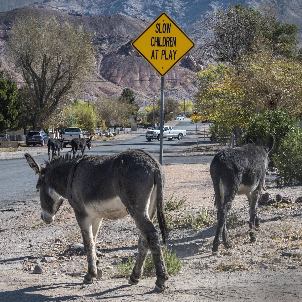 Richard Stephens/Special to the Pahrump Valley Times Free-roaming wild burros have become part ...