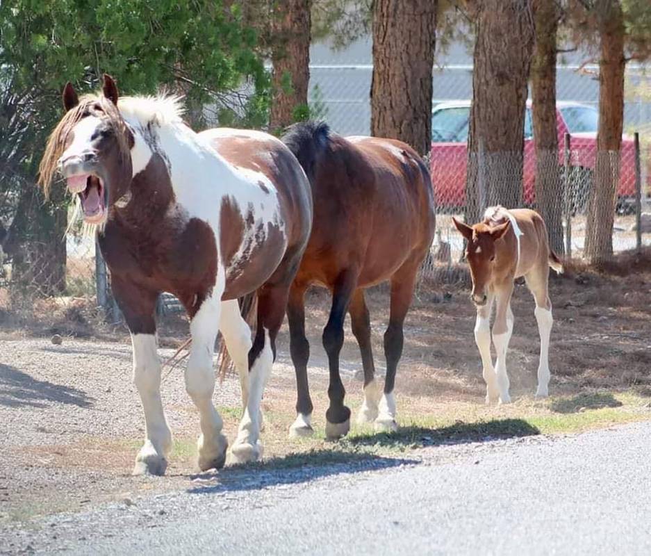 Special to the Pahrump Valley Times Used as a banner photo for the Friends of the Wild (Horses ...