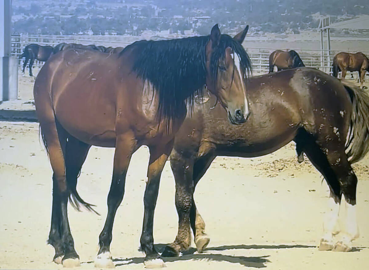 Special to the Pahrump Valley Times This photo, posted to the Friends of the Wild (Horses and B ...
