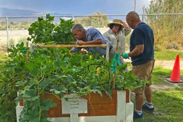 Robin Hebrock/Pahrump Valley Times Residents of Spring Mountain Apartments are pictured tending ...