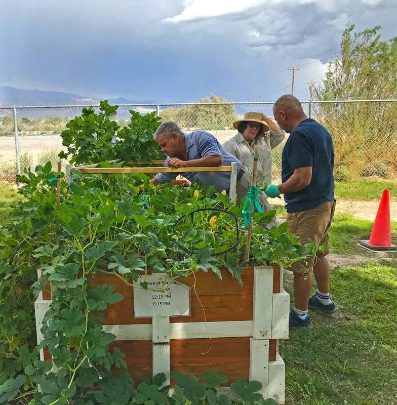 Robin Hebrock/Pahrump Valley Times Residents of Spring Mountain Apartments are pictured tending ...