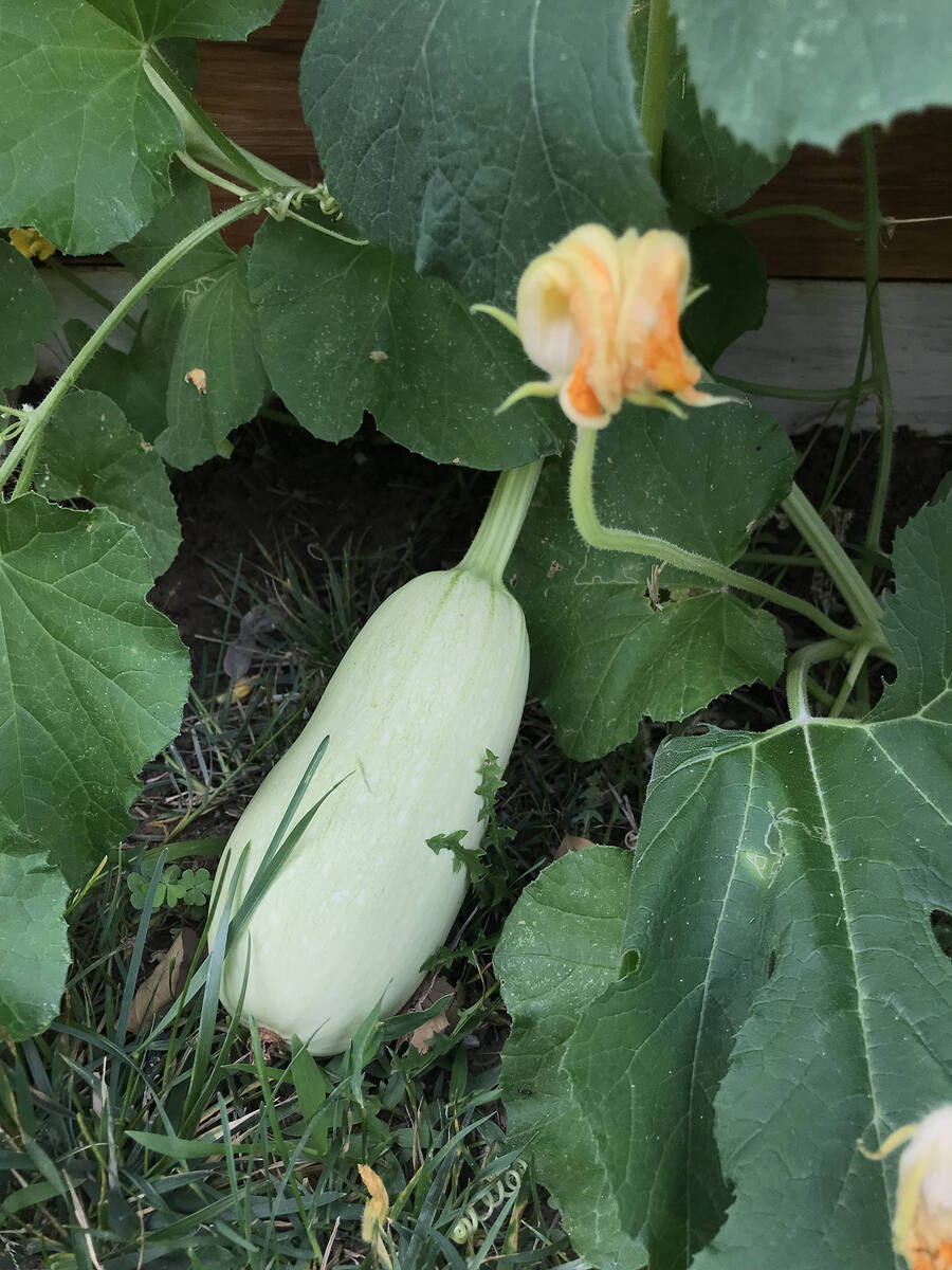 Robin Hebrock/Pahrump Valley Times Squash flowers are bearing fruit for residents of Spring Mou ...