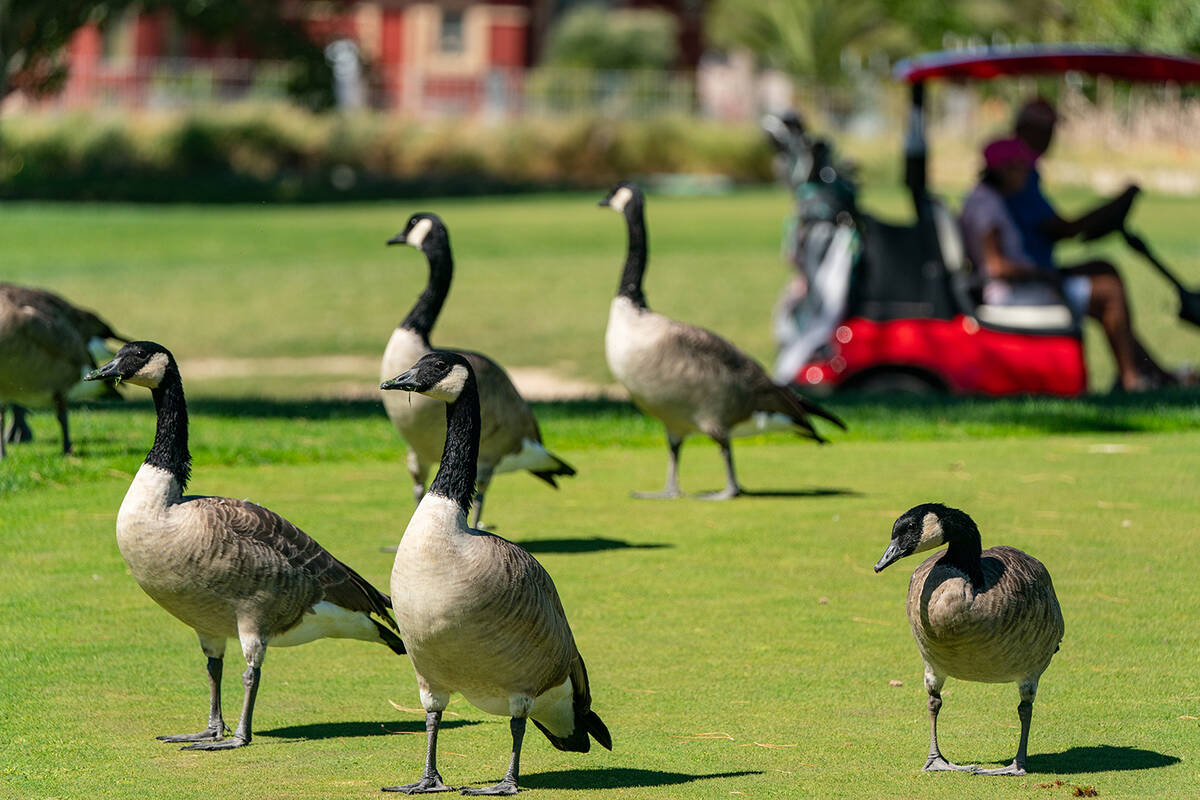 John Clausen/Pahrump Valley Times This Sept. 26 photo shows geese wandering in the green grass ...